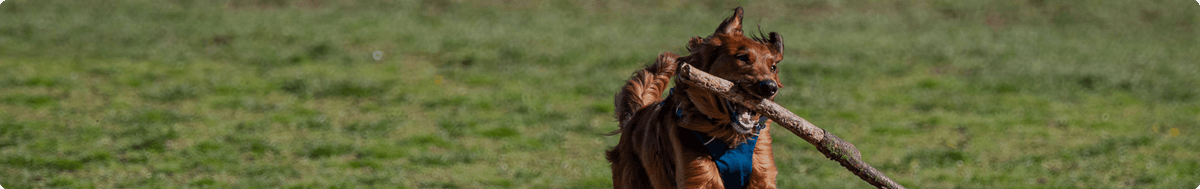 Dr. Gary's Best Breed