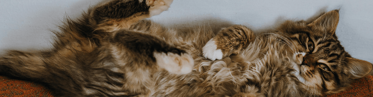 Dr. Gary's Best Breed