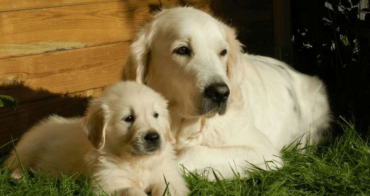 Dog Food by Life Stage & Activity