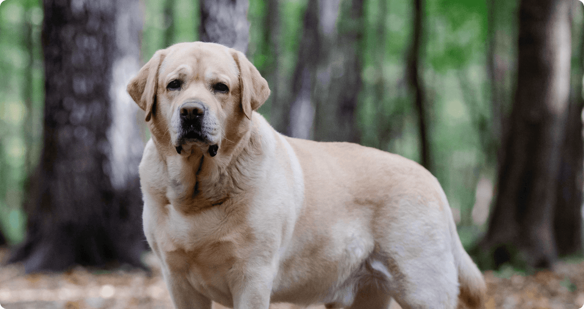 Weight Management Dog Food