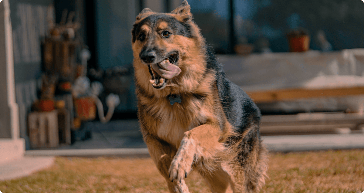 Breed-Specific Formulas