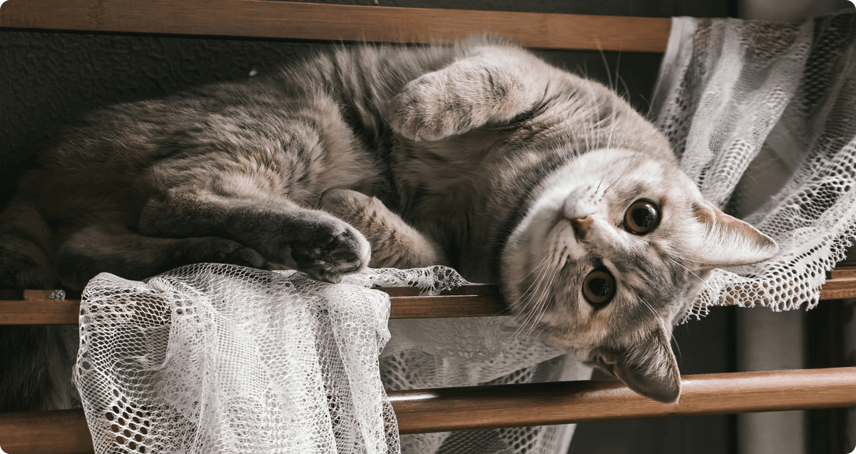 Dry Cat Food