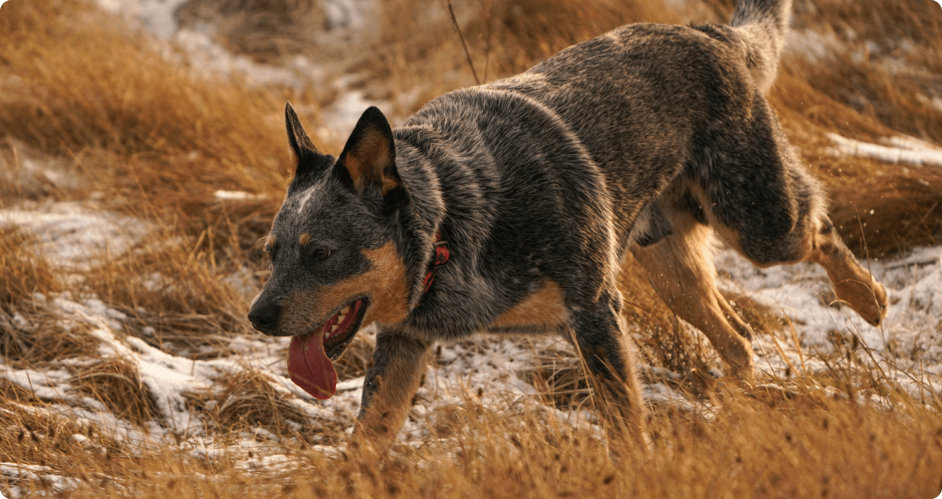 High-Protein Dog Food
