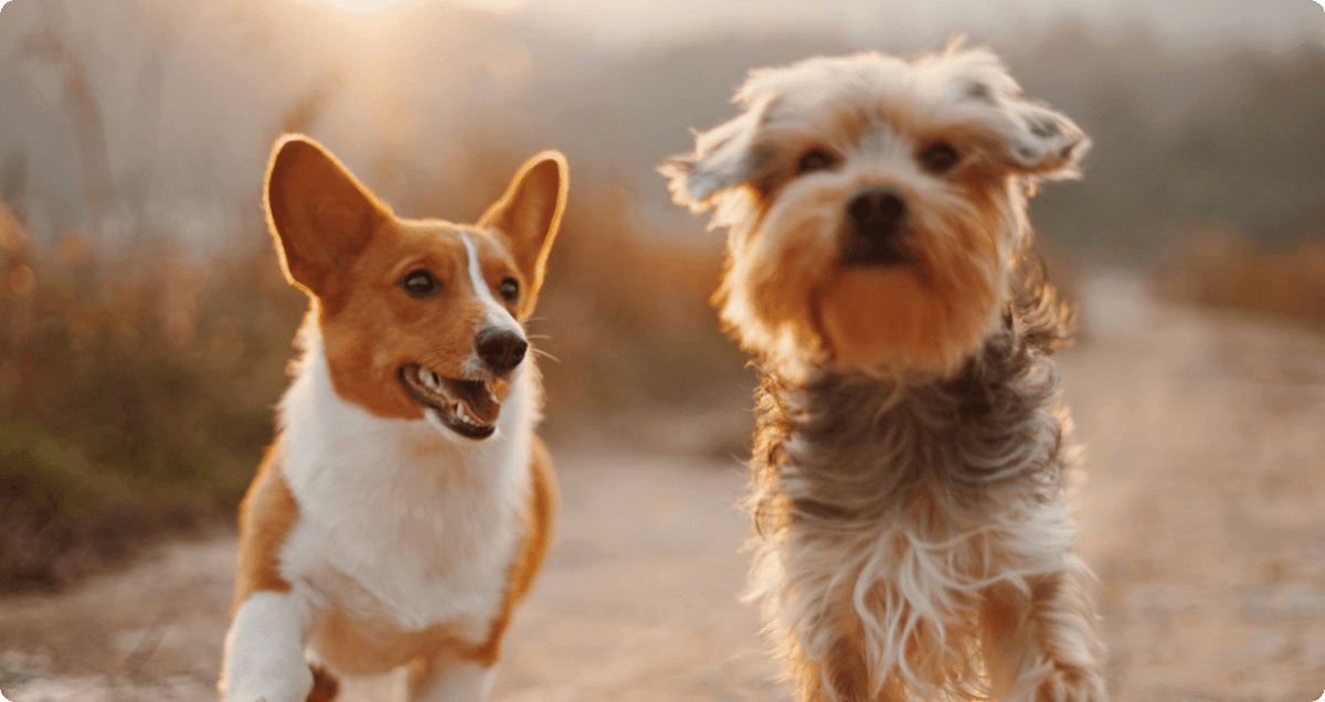 Freeze Dried Raw Dog Food
