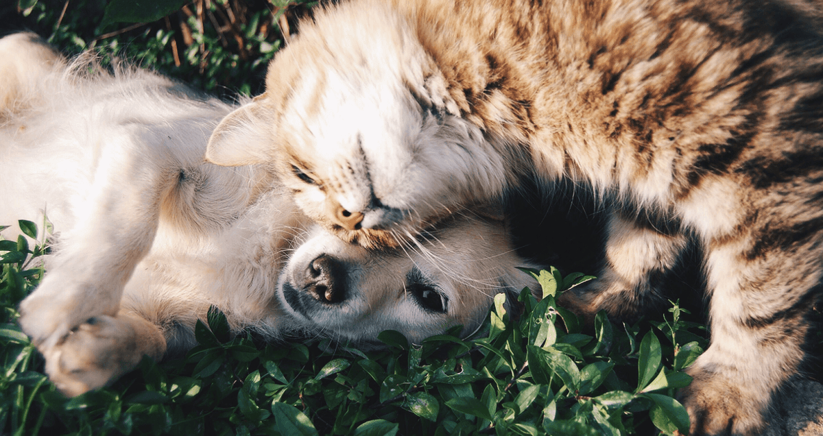 All Pet Products