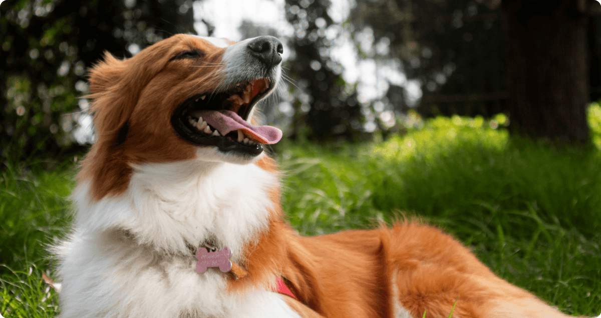 Air Dried Dog Food