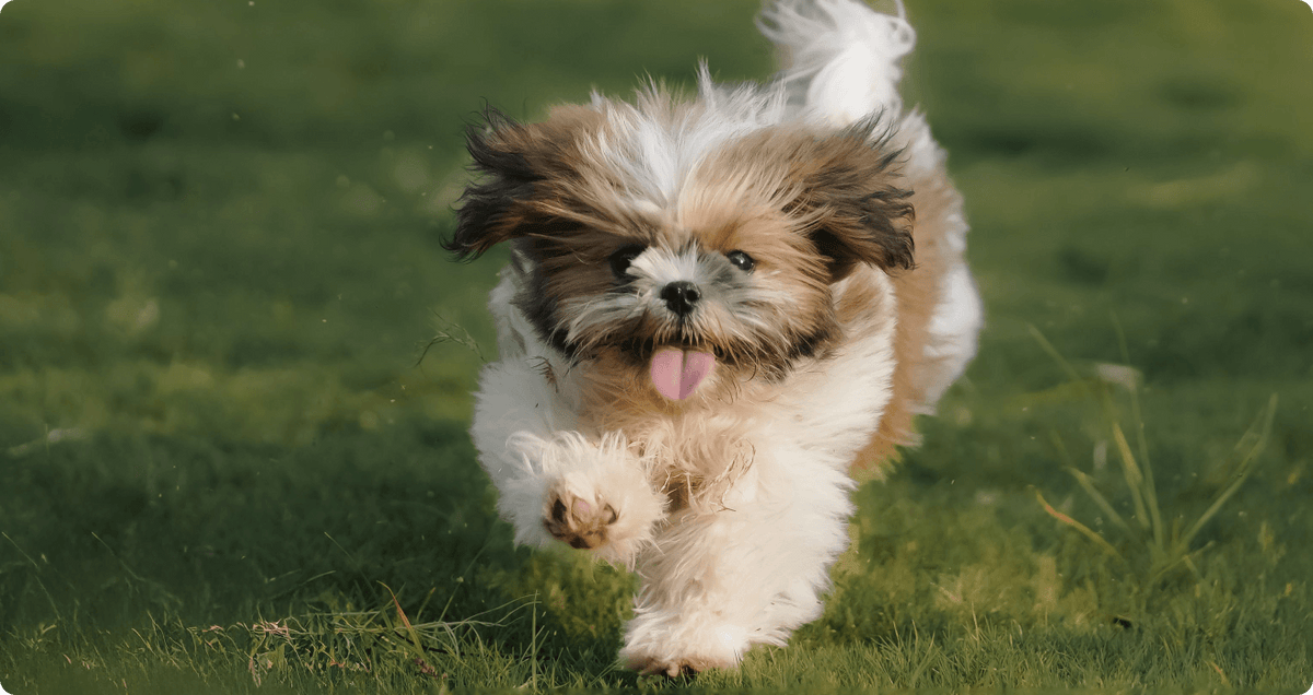 Dog Food for Sensitive Dogs