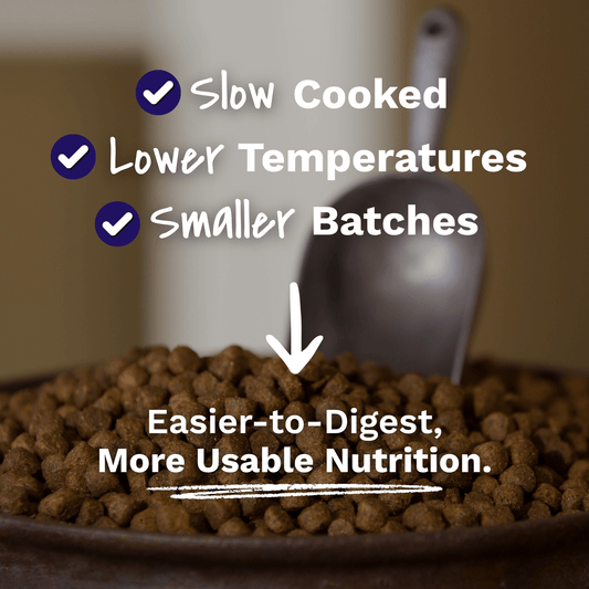 Retriever Dog Recipe