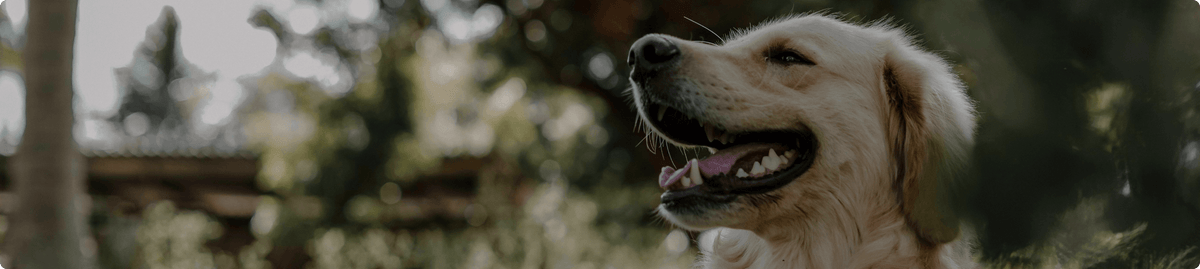 Dr. Gary's Best Breed