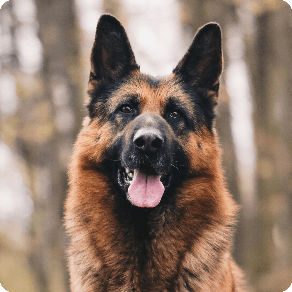 Breed-Specific Recipes