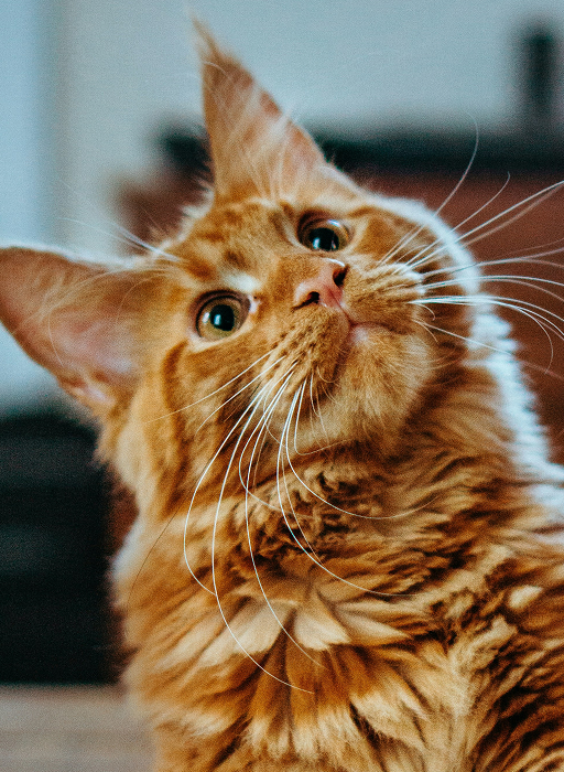 Wet Cat Food