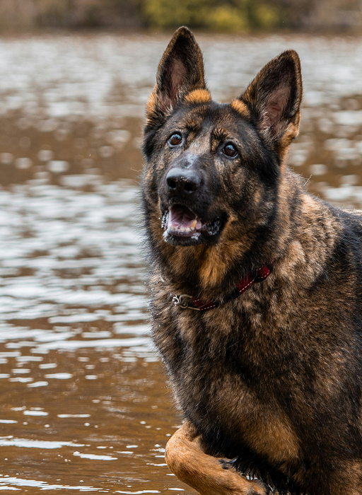 Breed-Specific Formulas