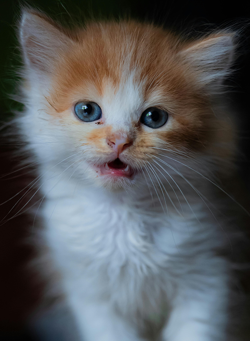 Kitten Food