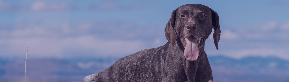 Dr. Gary's Best Breed