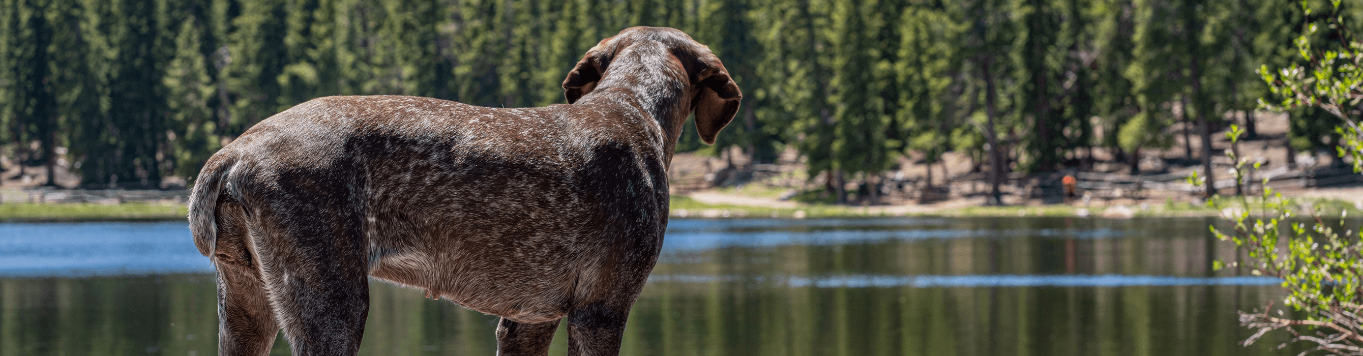 Dr. Gary's Best Breed