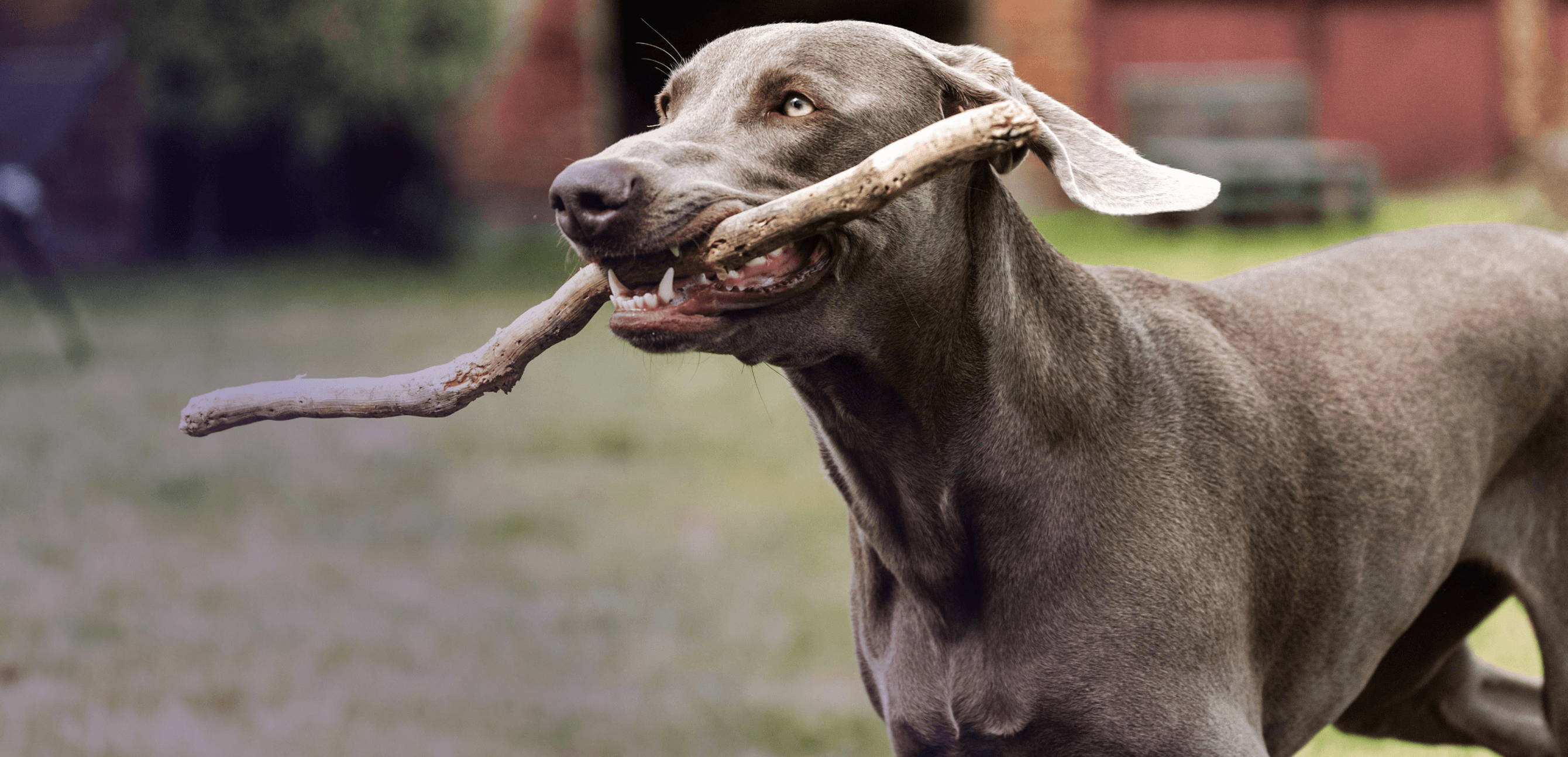 Dr. Gary's Best Breed