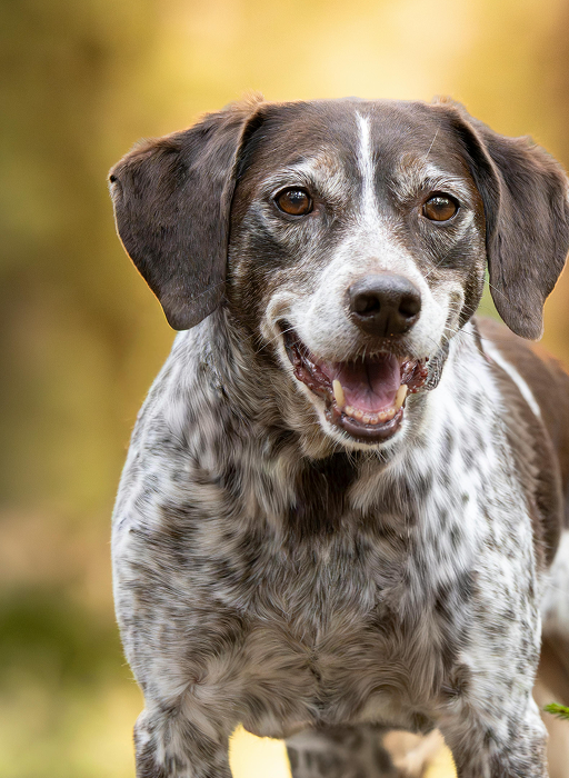 Weight Management Dog Food