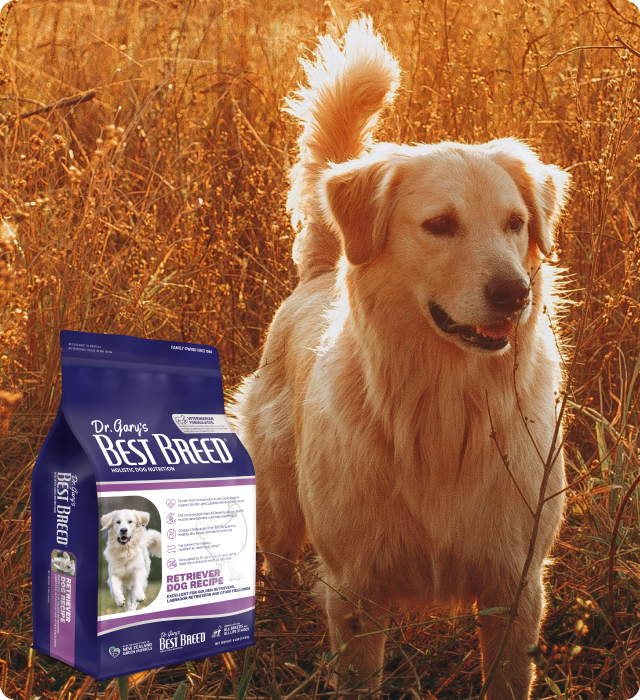 Retriever Dog Recipe